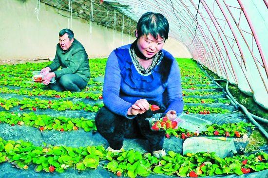 临河农场天气预报及影响分析