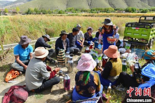 尼木县统计局发布最新新闻报告