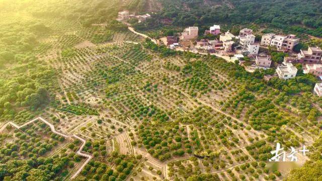 南山华侨茶果场规划，多元化生态农业综合体打造启动