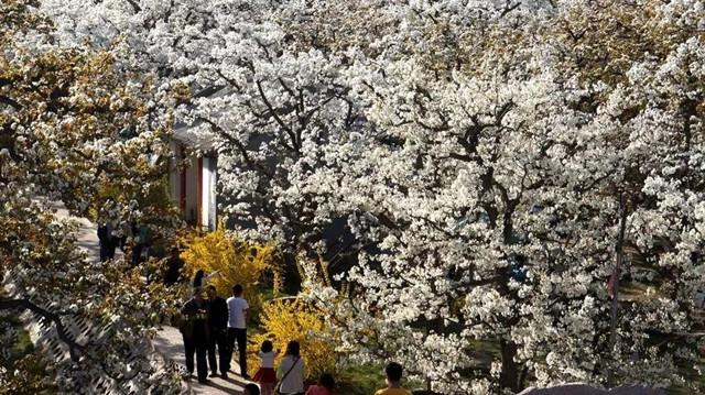 什川镇交通状况持续改善，助力地方发展新闻速递